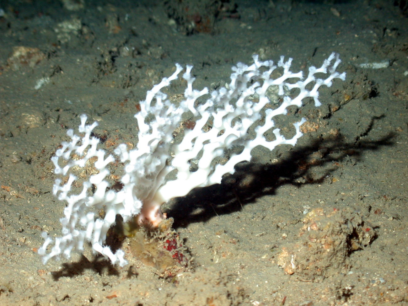 Zigzag coral (Madrepora oculata)