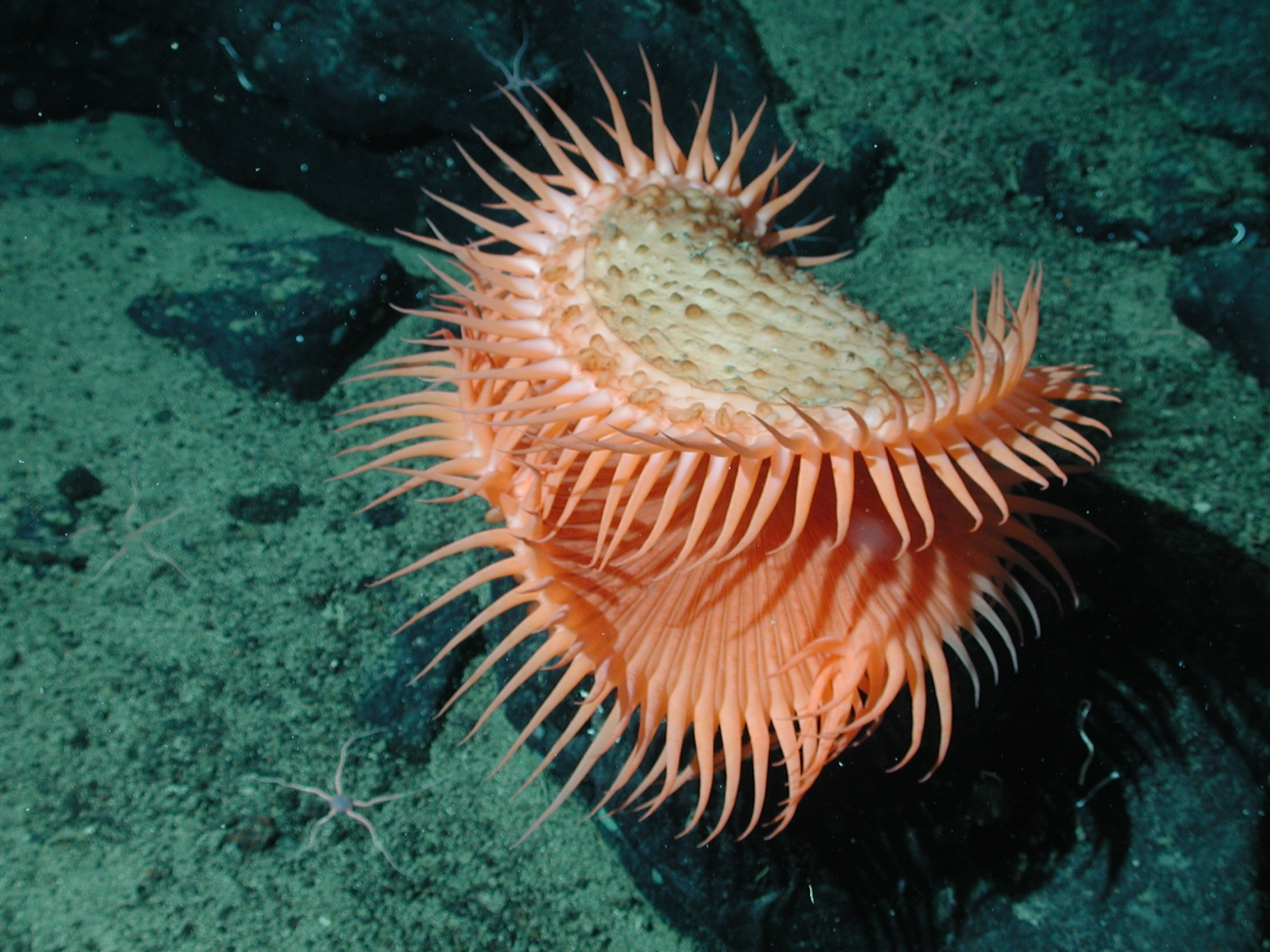 An unidentified cnidarian that resembles a Venus flytrap from the family Hormathiidae