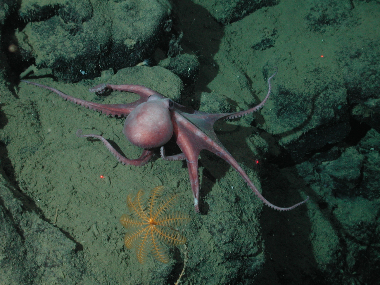 This curious octopus (Benthoctopus sp