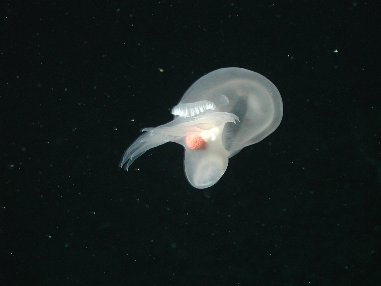 Mollusk (Order Nudibranchia) swimming on the flank of Davidson Seamount at 1498 meters water depth