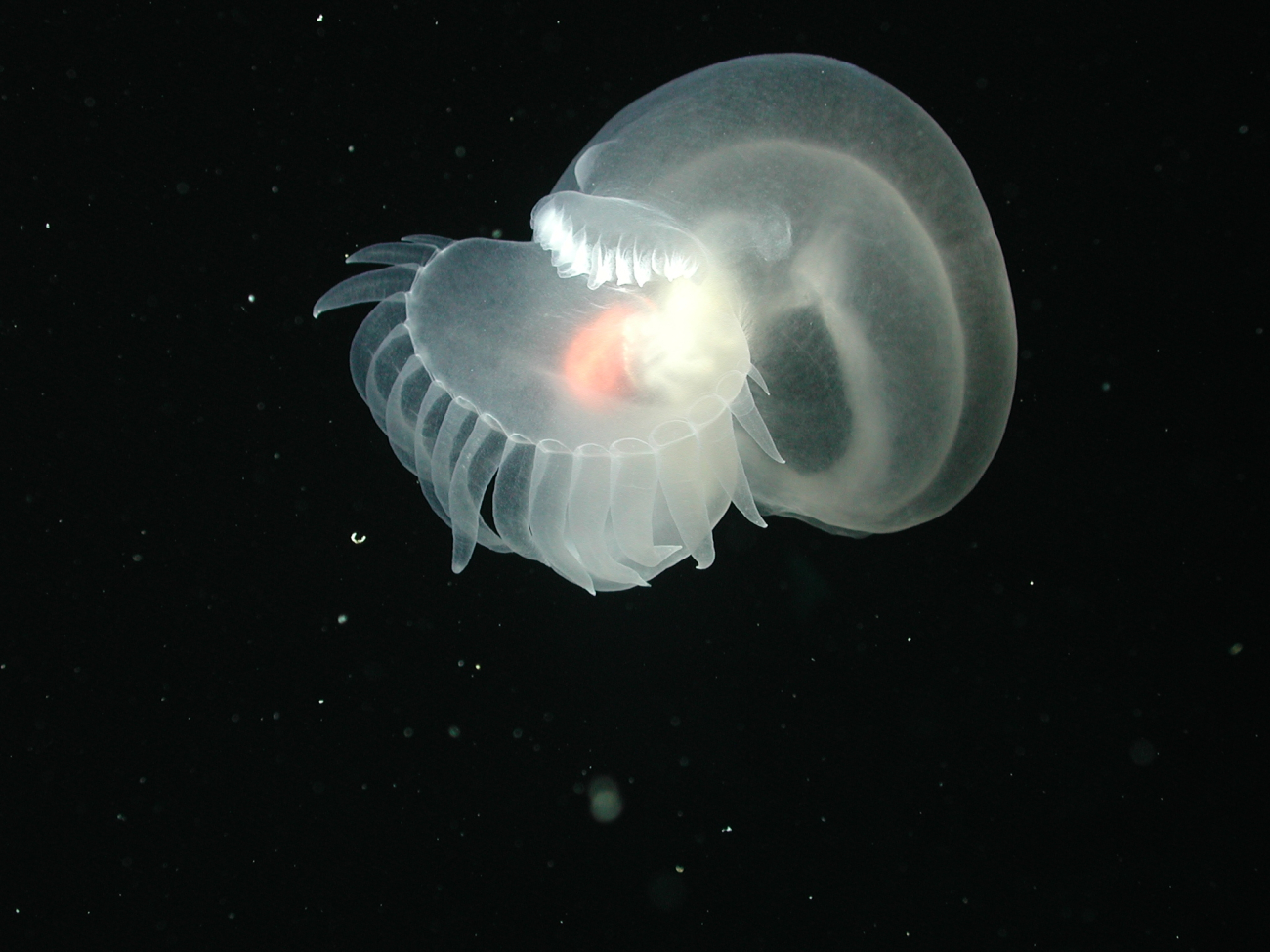 Mollusk (Order Nudibranchia) swimming on the flank of Davidson Seamount at 1498 meters water depth