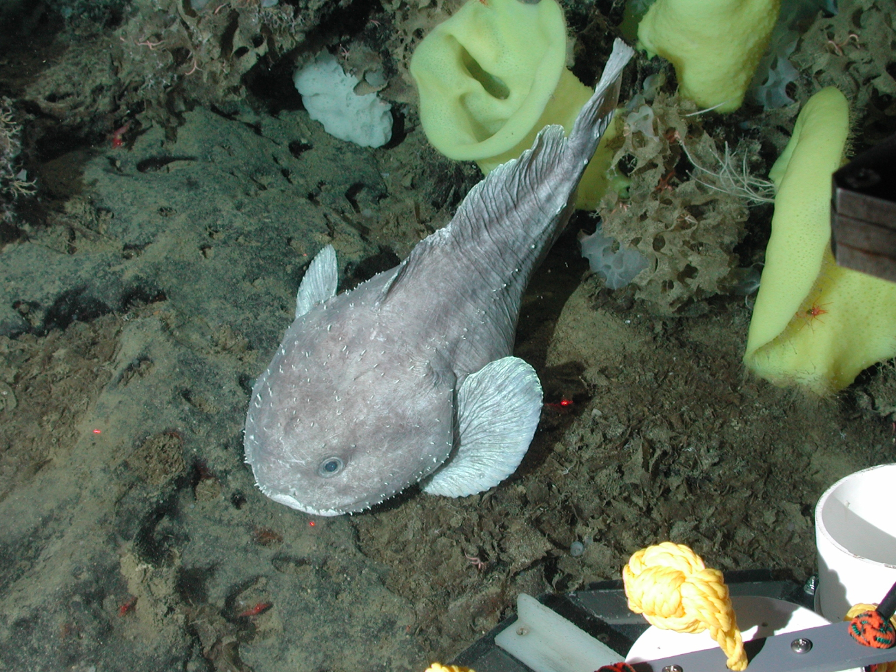 Deep-sea blob sculpin (Psychrolutes phrictus); yellow Picasso sponges, andwhite ruffle sponge (Ferrea sp