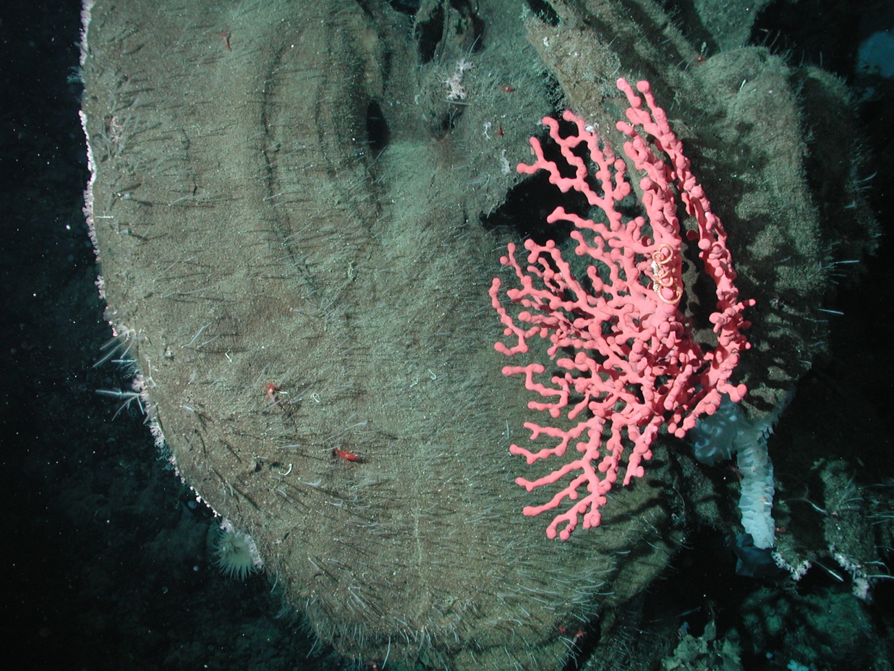 Bubblegum coral (Paragorgia arborea) growing on a large sponge