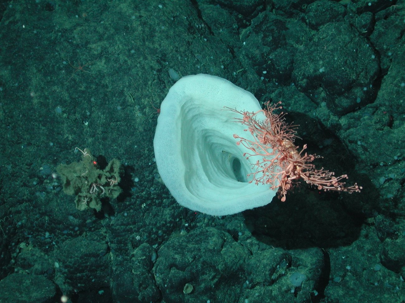 Bubblegum coral (Paragorgia arborea) growing next to a white trumpet sponge