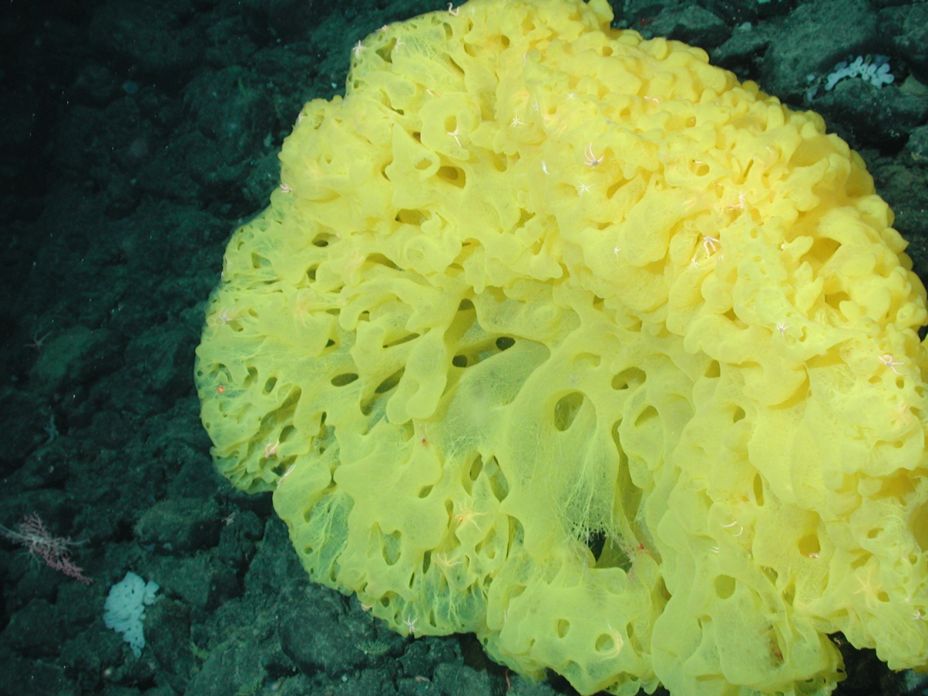 Yellow ruffle sponge