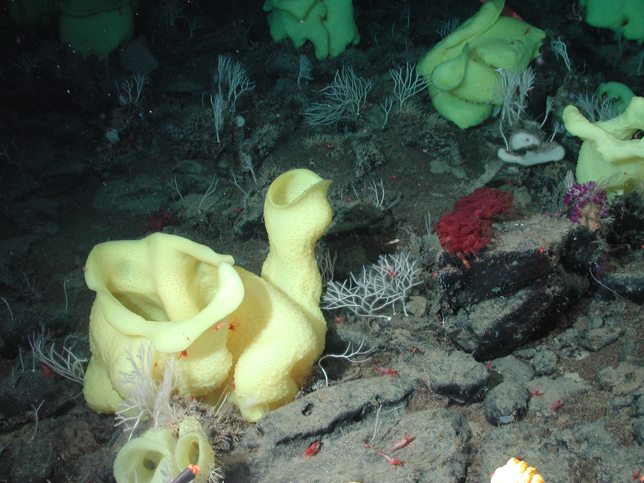 Yellow picasso sponge and reddish mushroom coral