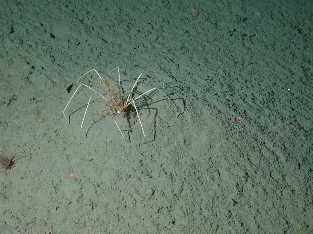 Sea spiders (pycnogonids) were found on the slope and base habitats ofDavidson Seamount