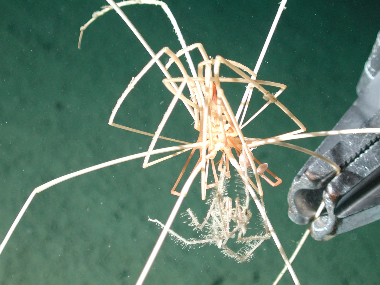 Sea spider grabbed by sampler arm of ROV