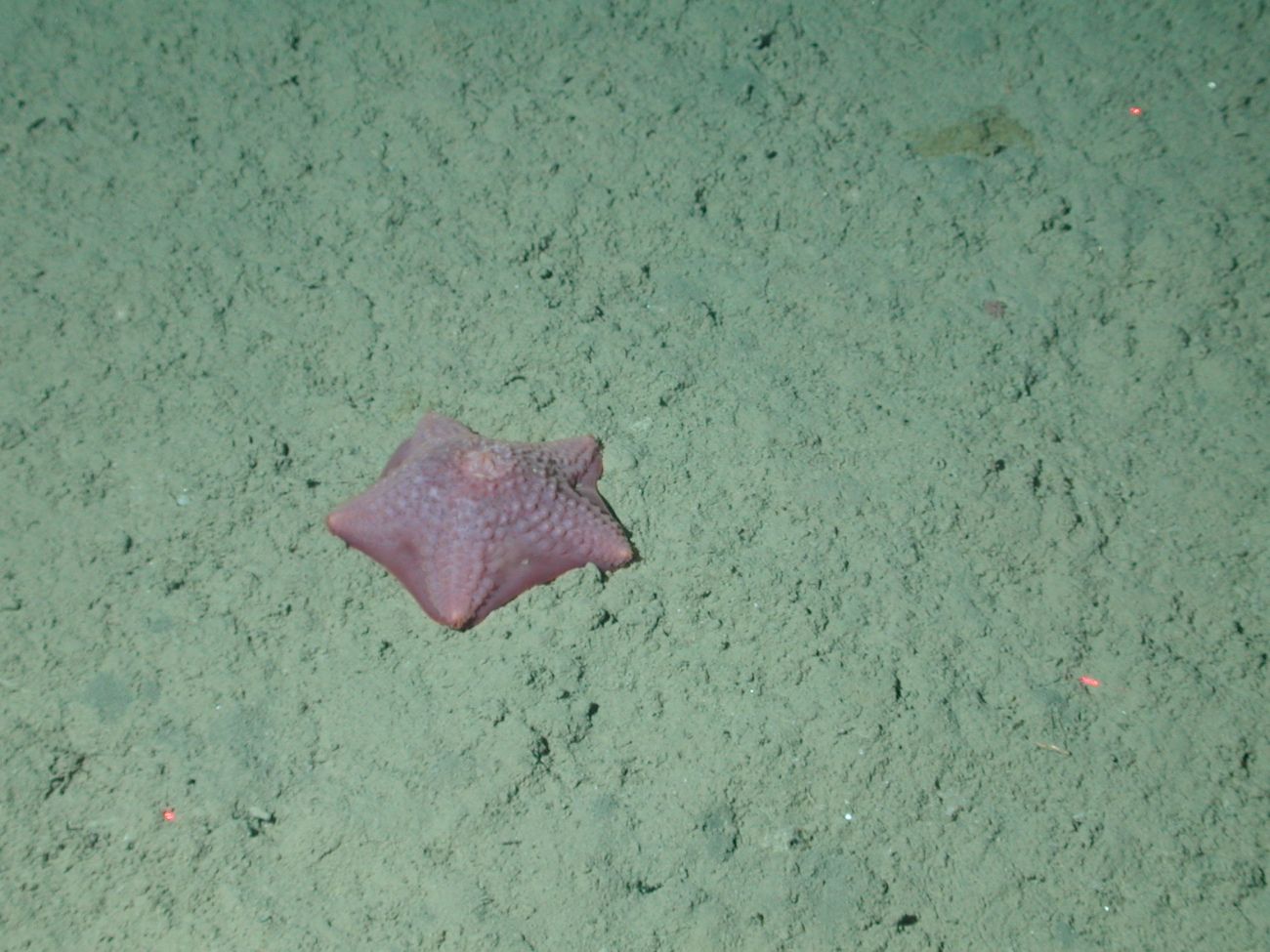 Purple webbed sea star (Pteraster sp
