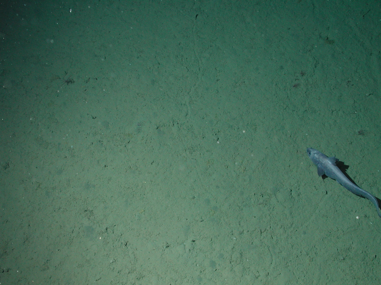 Rat-tailed fish and tracks on seafloor