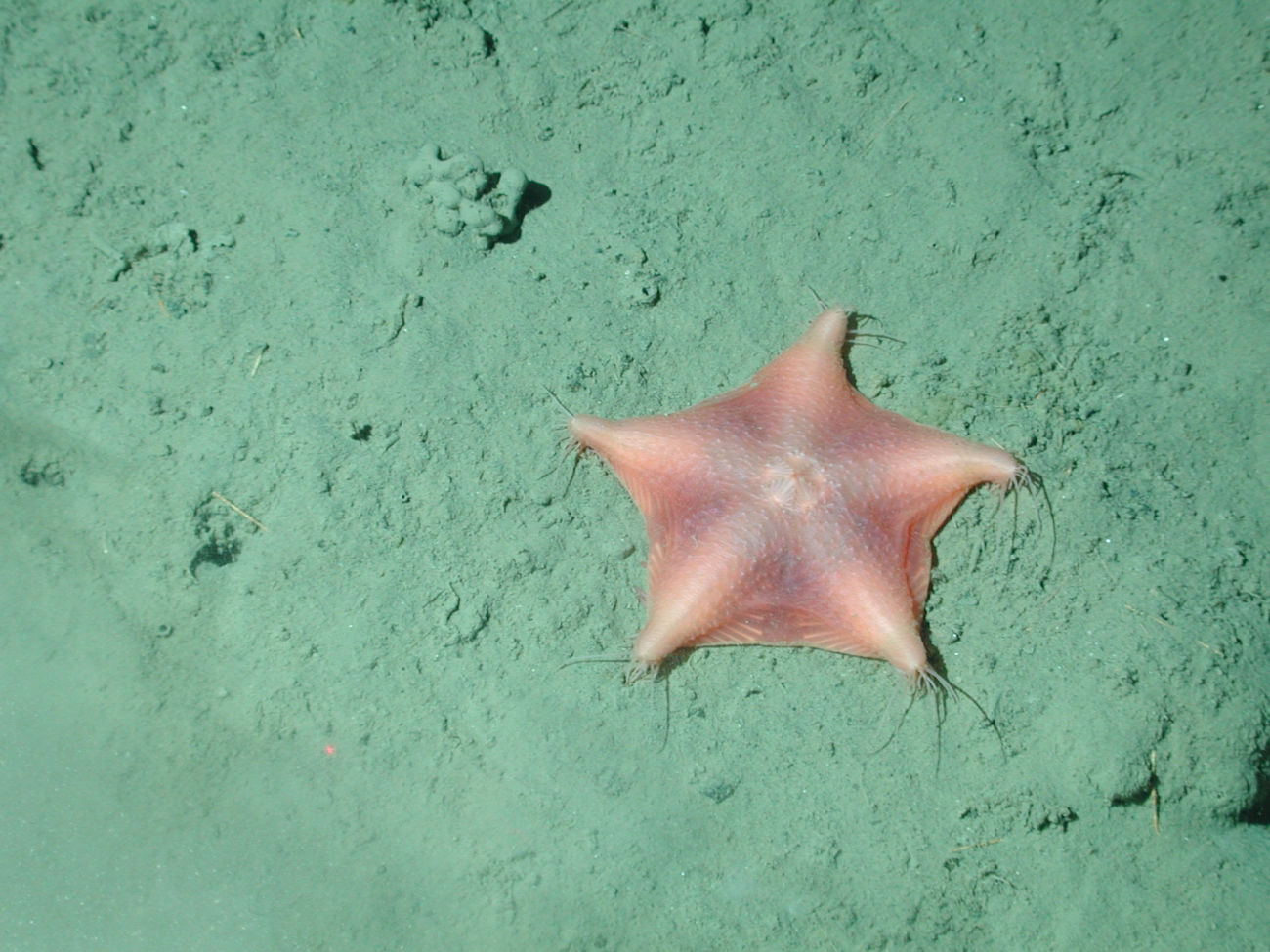 Orange webbed sea star (Hymenaster sp