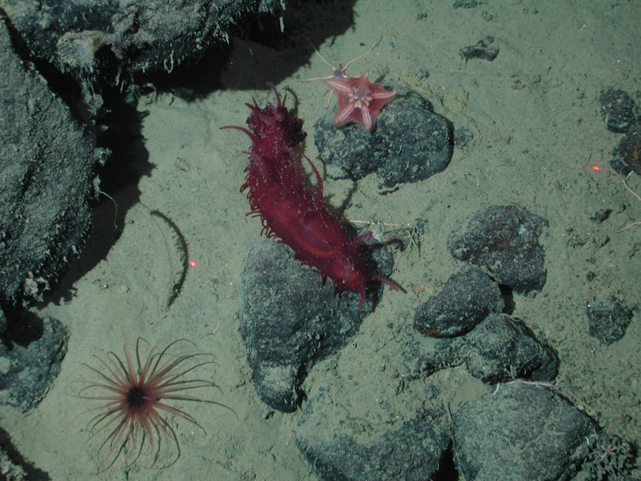 Red spiked sea cucumber, cerianthid anemone, and sea star (Hymenaster koehleri) at 2854 meters water depth
