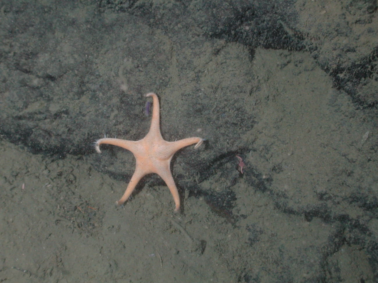 Orange long-armed sea star (Mediaster sp