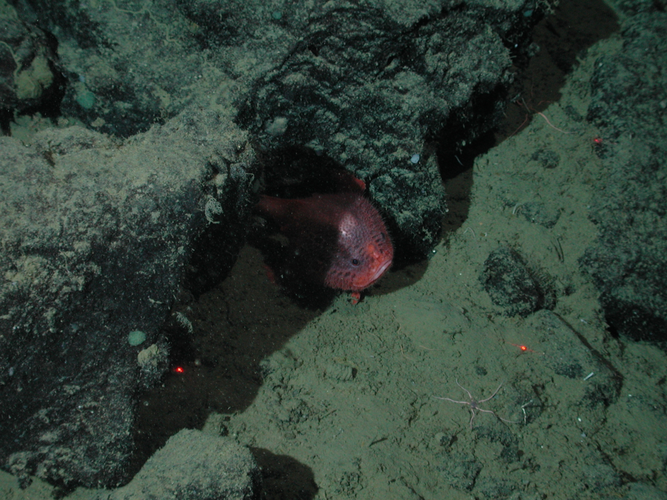 A rare anglerfish or sea toad (Bathychaunax coloratus; Family Chaunacidae);20