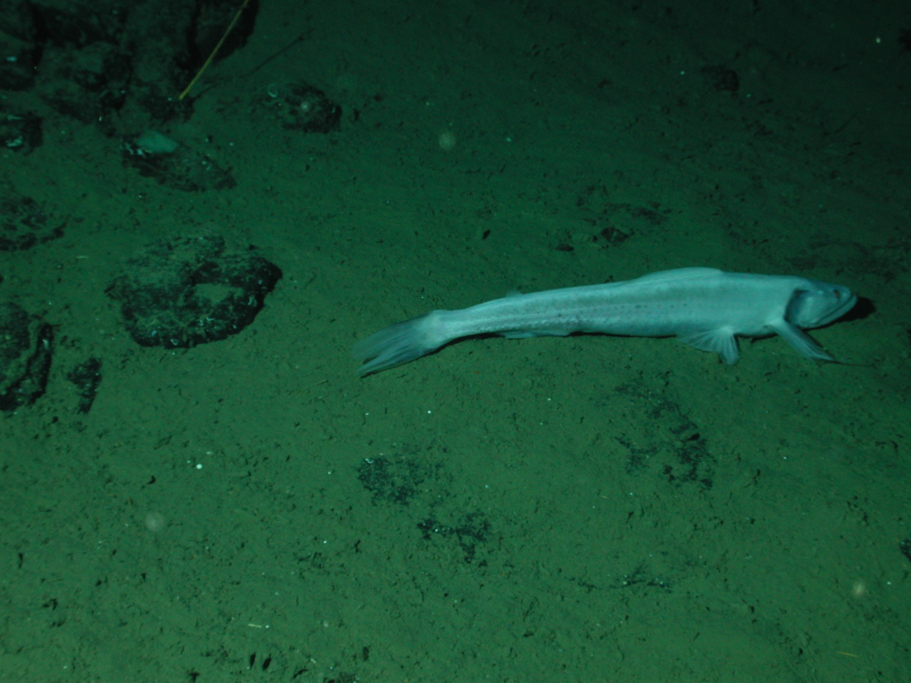 Bathysaur or highfin lizardfish (Bathysaurus mollis) at 2375 meters depth