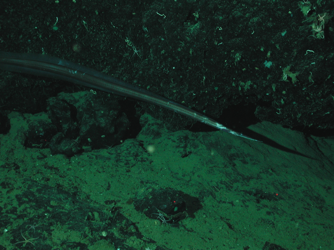 Witch eel (Venefica tentaculata)