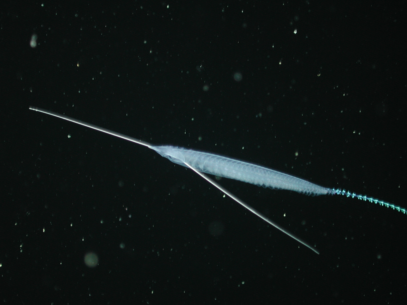 A siphonophore?