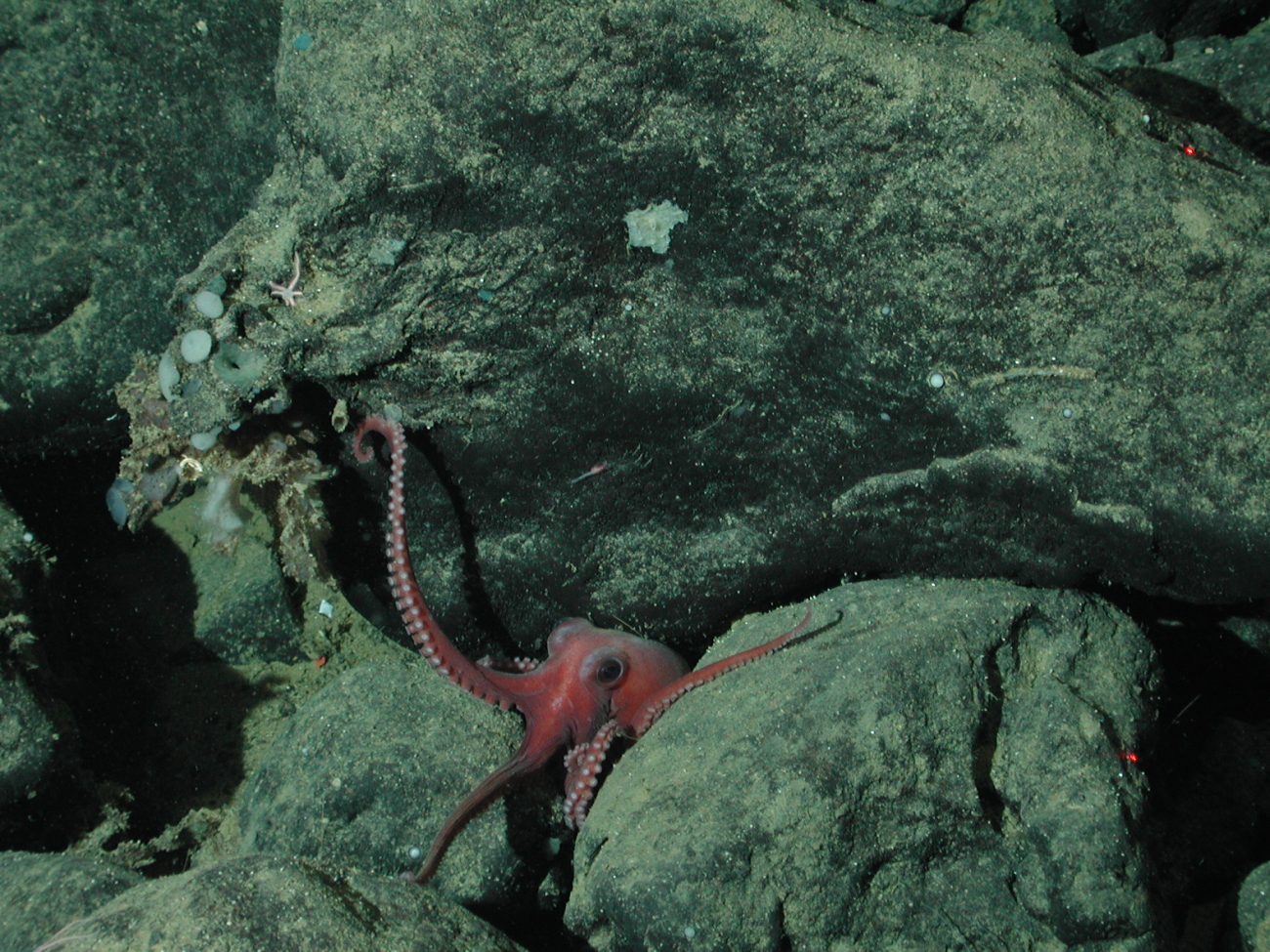Benthic octopus (Benthoctopus sp