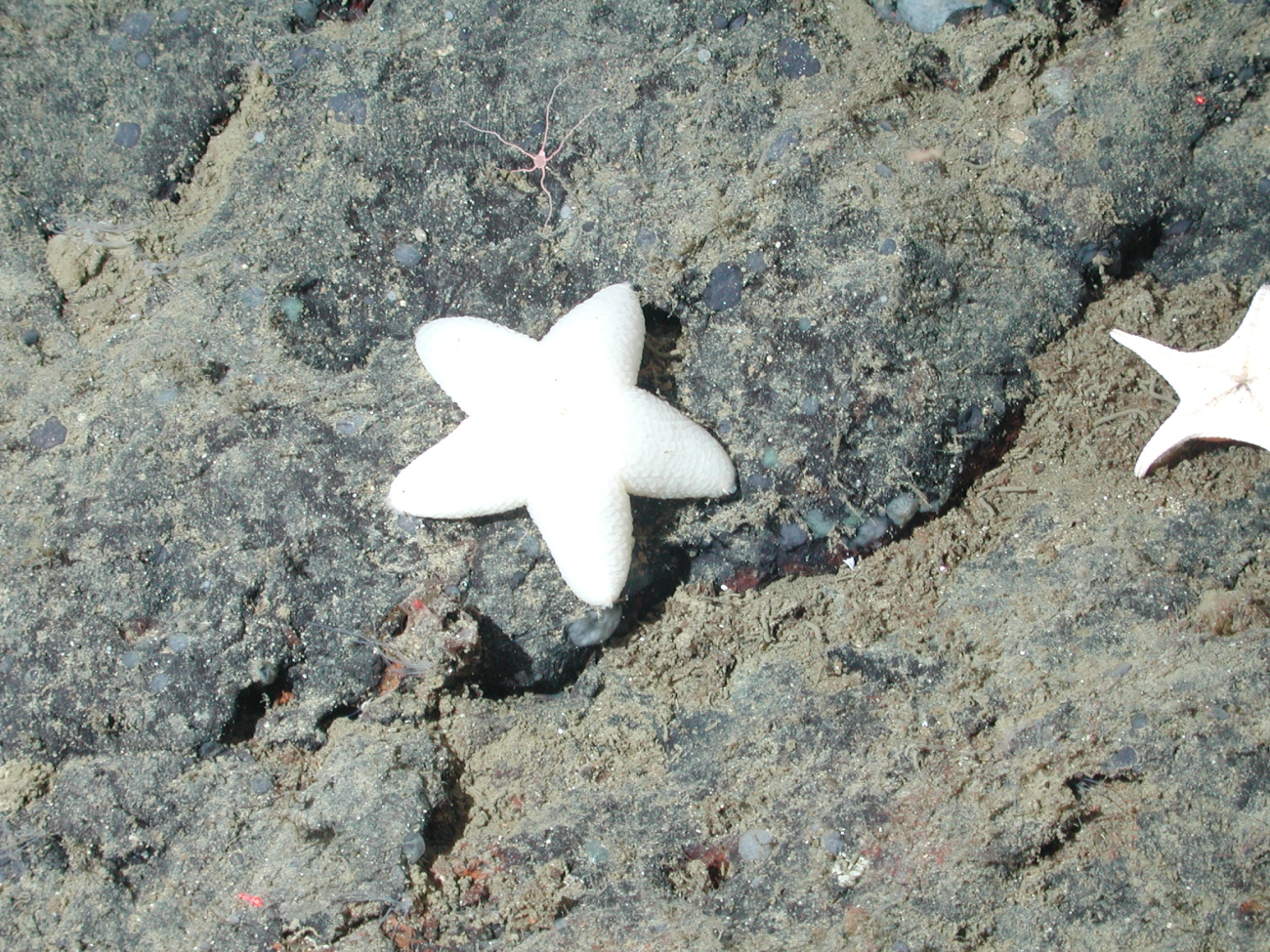 White slime sea star (Pteraster sp