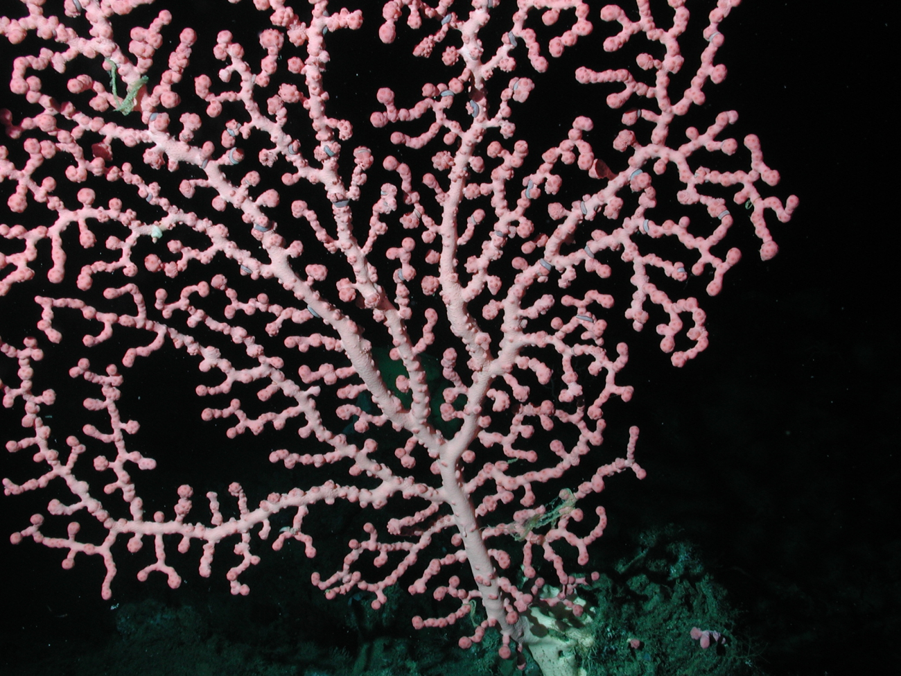 Bubblegum coral (Paragorgia arborea) at 1257 meters water depth