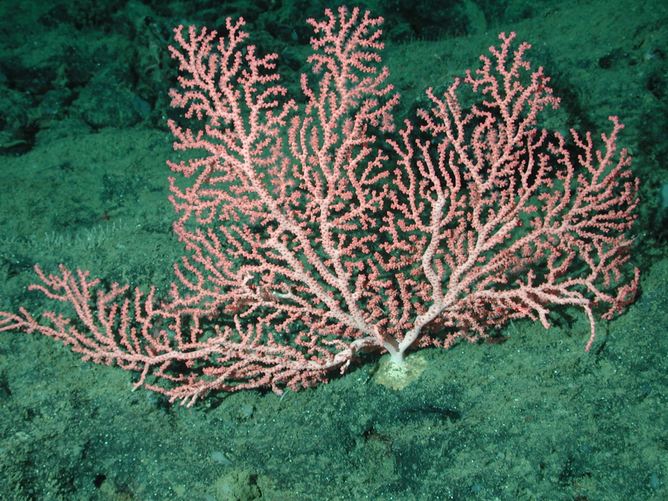 Bubblegum coral (Paragorgia arborea)