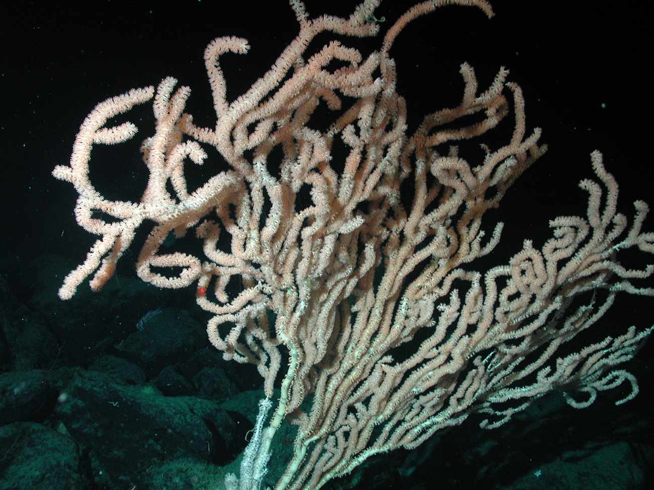 Bamboo coral (Keratoisis sp