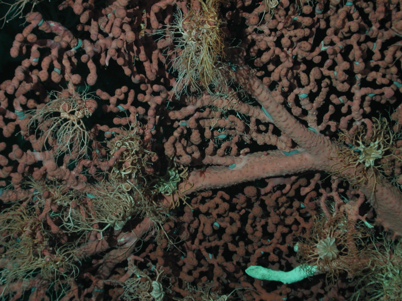 Bubblegum coral (Paragorgia arborea) with basket starfish