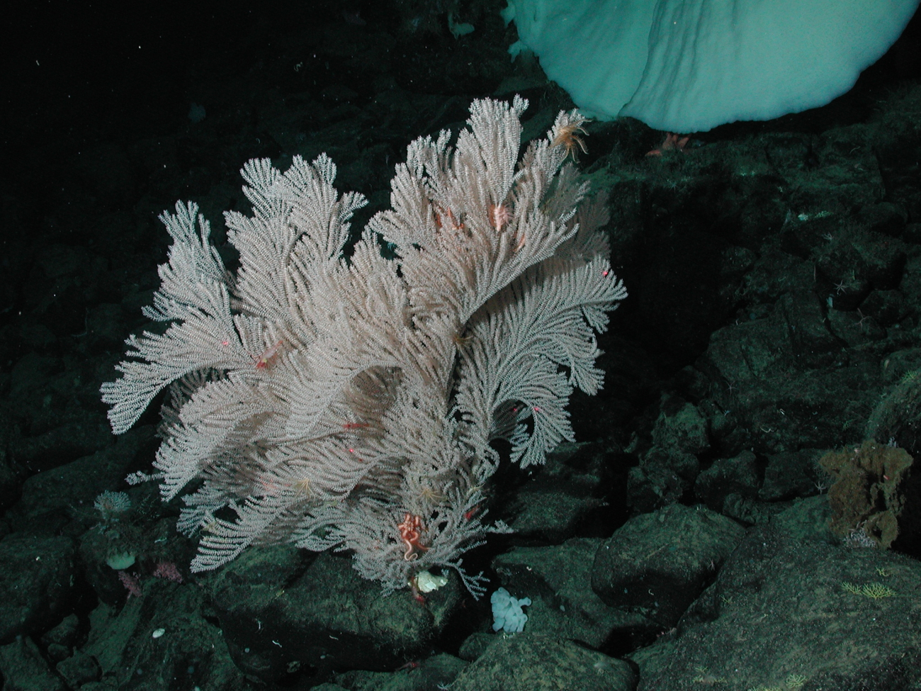 Big White coral (Family Primnoidae) and brittle star (Asteronyx sp) at 1570meters water depth