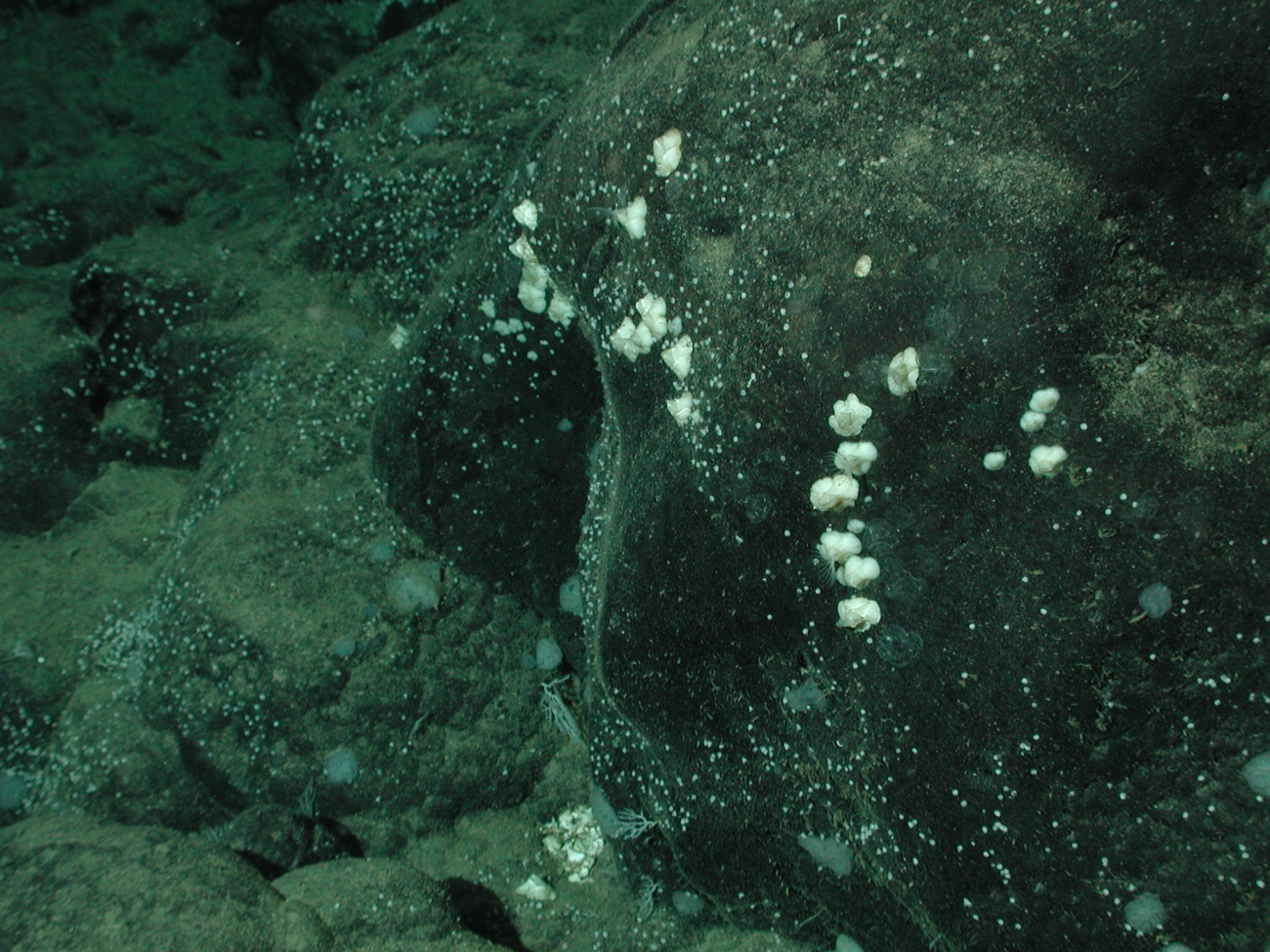 Barnacles attached to a rock at 2254 meters water depth