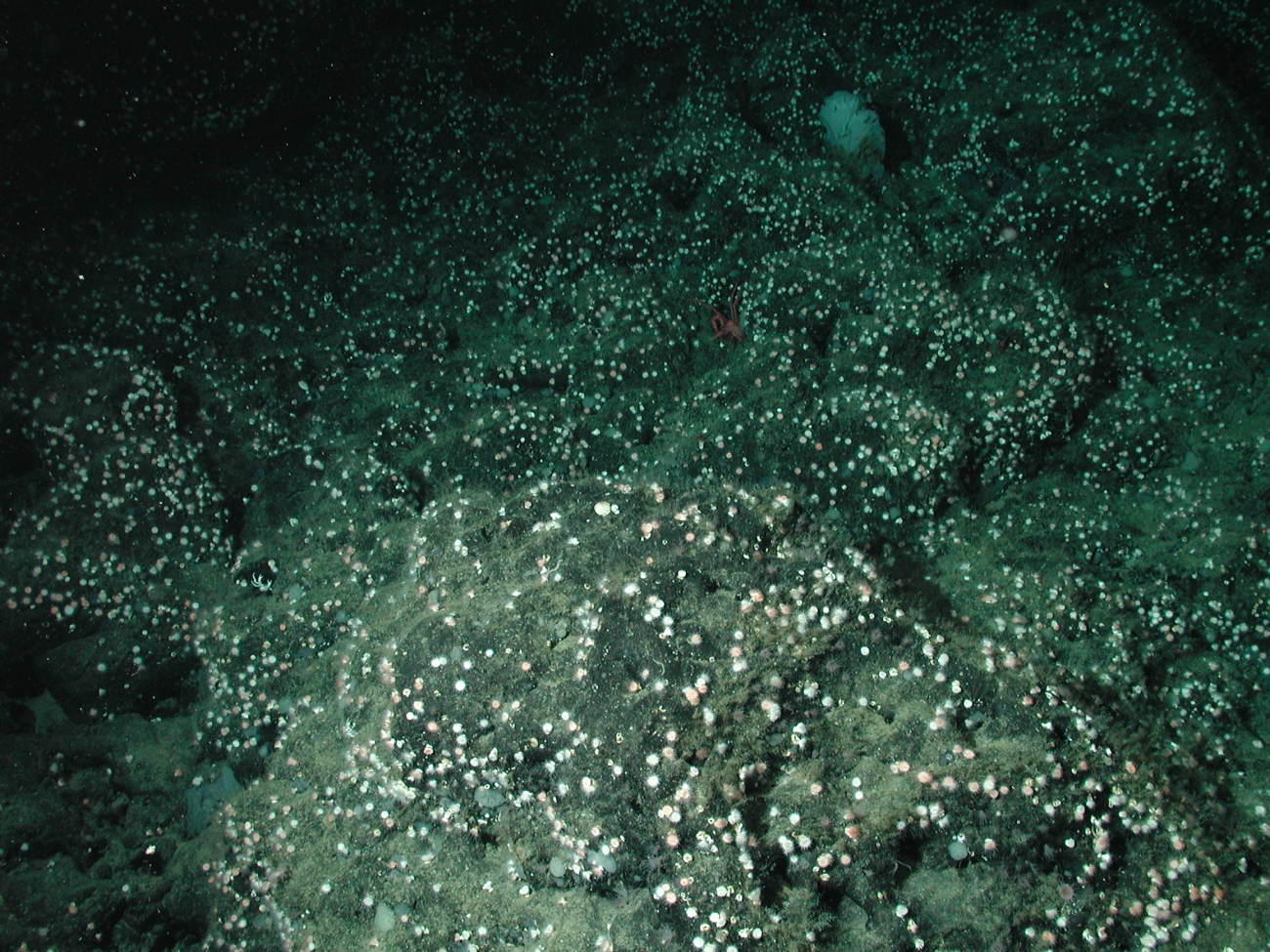 Stony corals (Order Scleractinia) at 1950 meters water depth