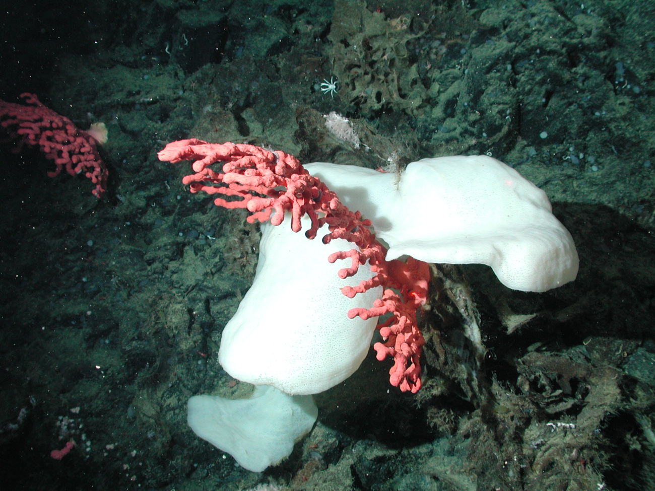 Bubblegum coral and white sponge
