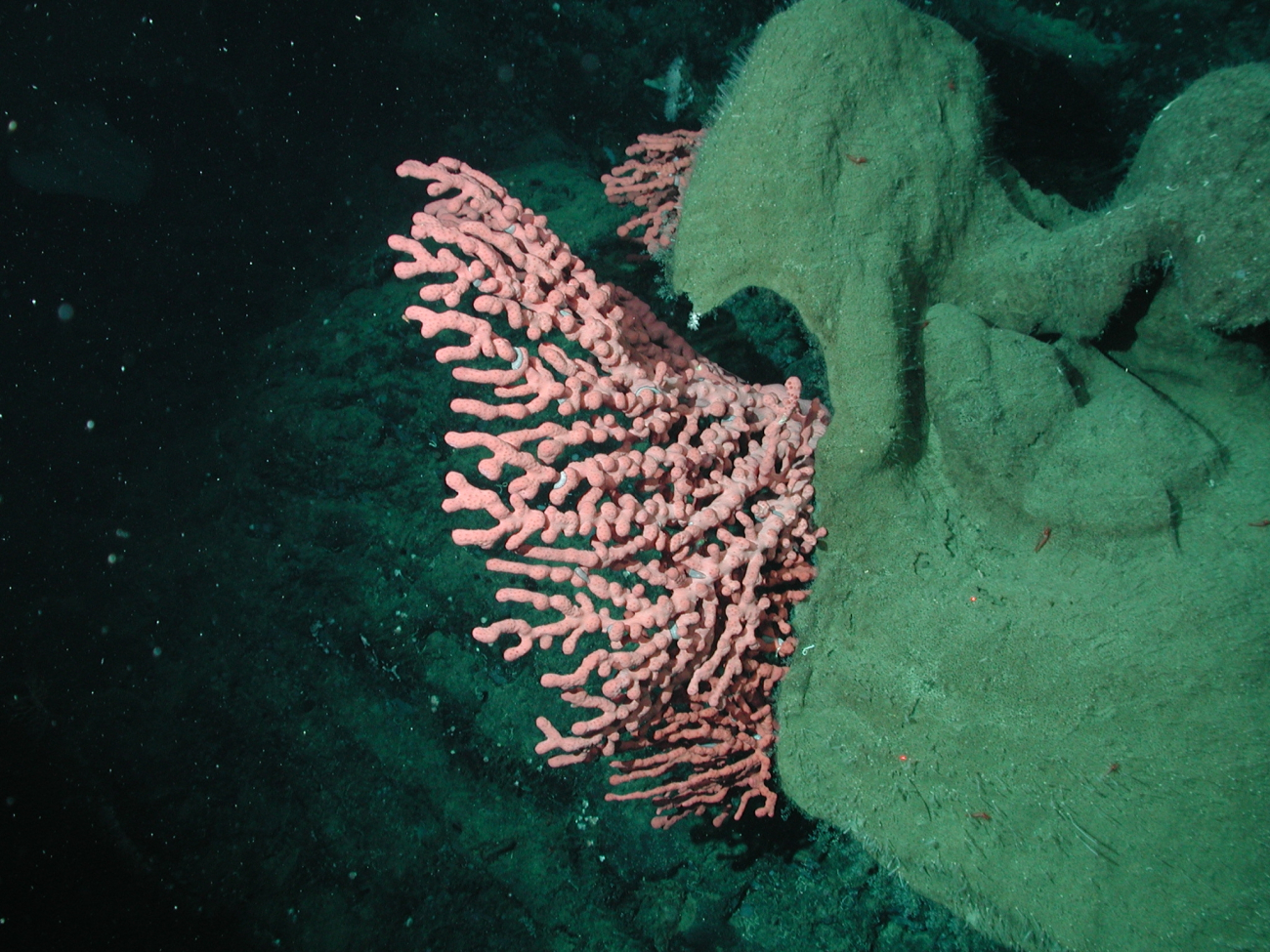 Bubblegum coral (Paragorgia arborea) growing next to a large sponge