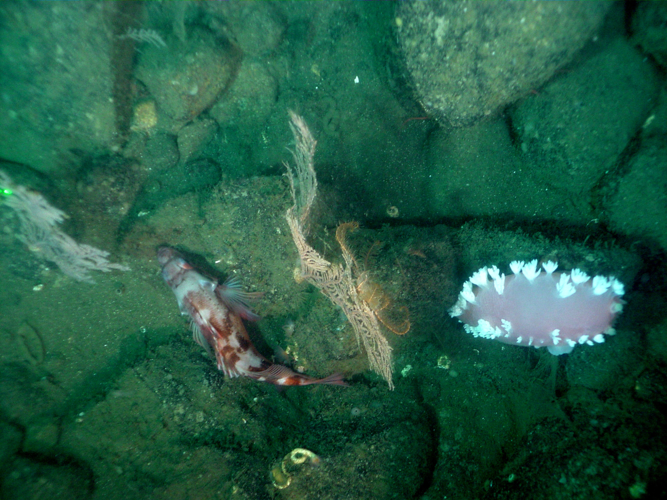 Rockfish and large holothurian