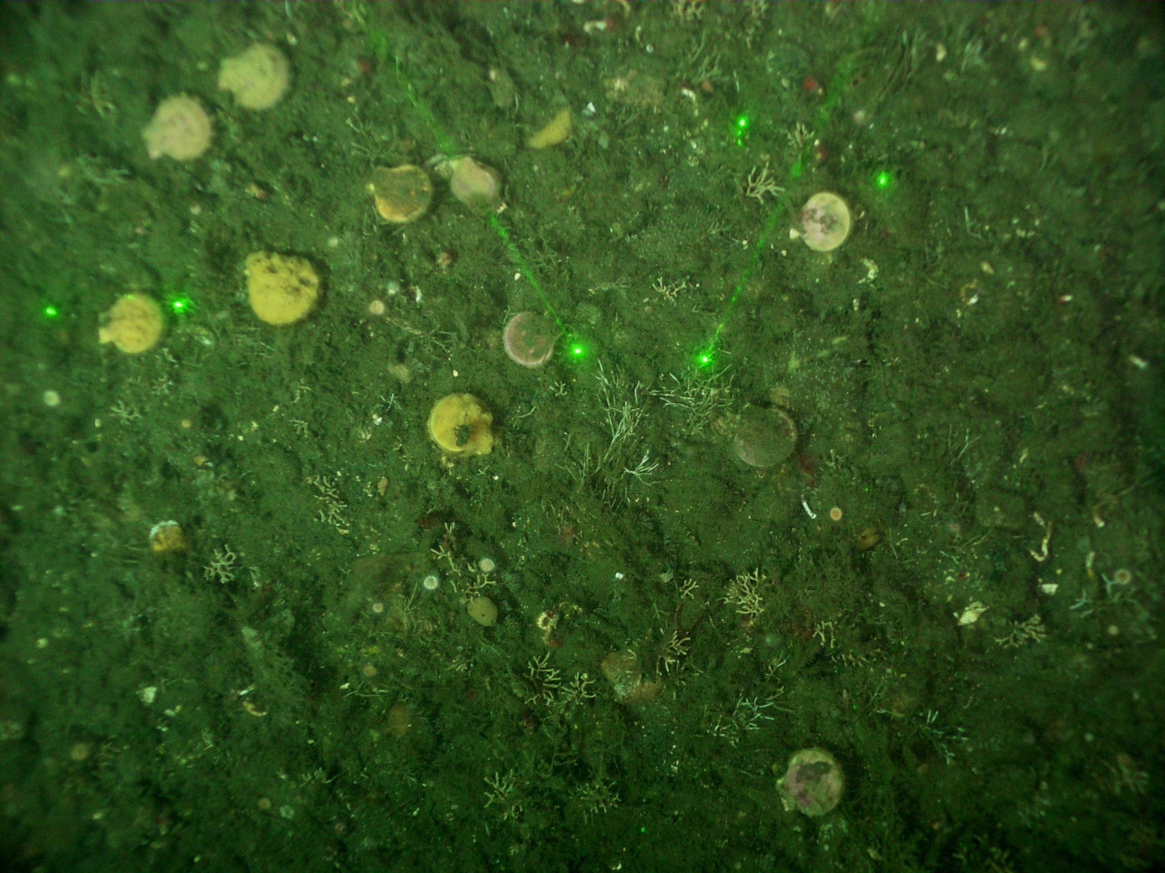 Deep sea scallops