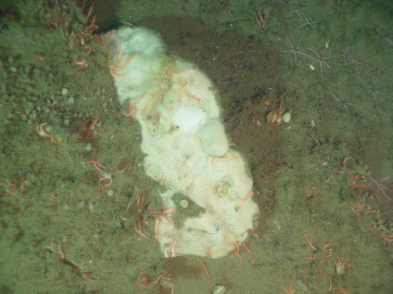 Sponge and brittle stars on continental slope