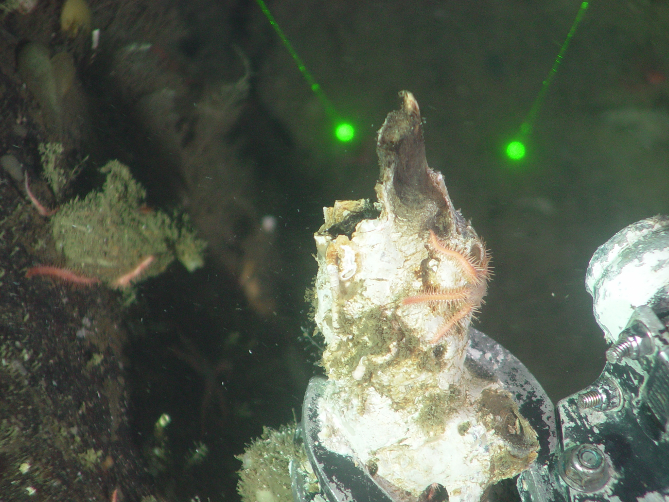 Dead coral stalk gathered by arm of ROV