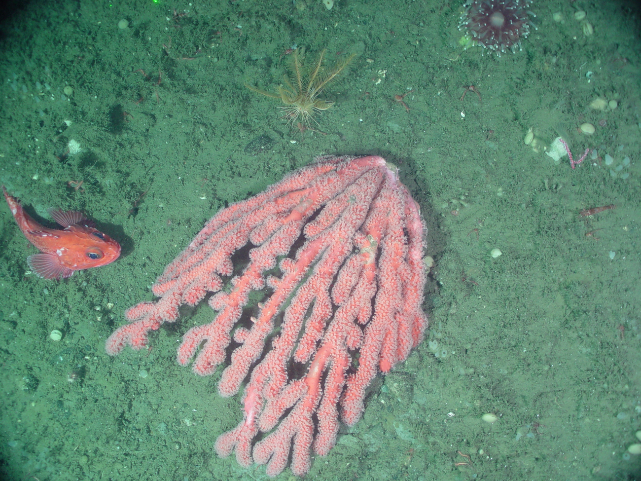 Deep sea coral (Paragorgia arborea pacifica)