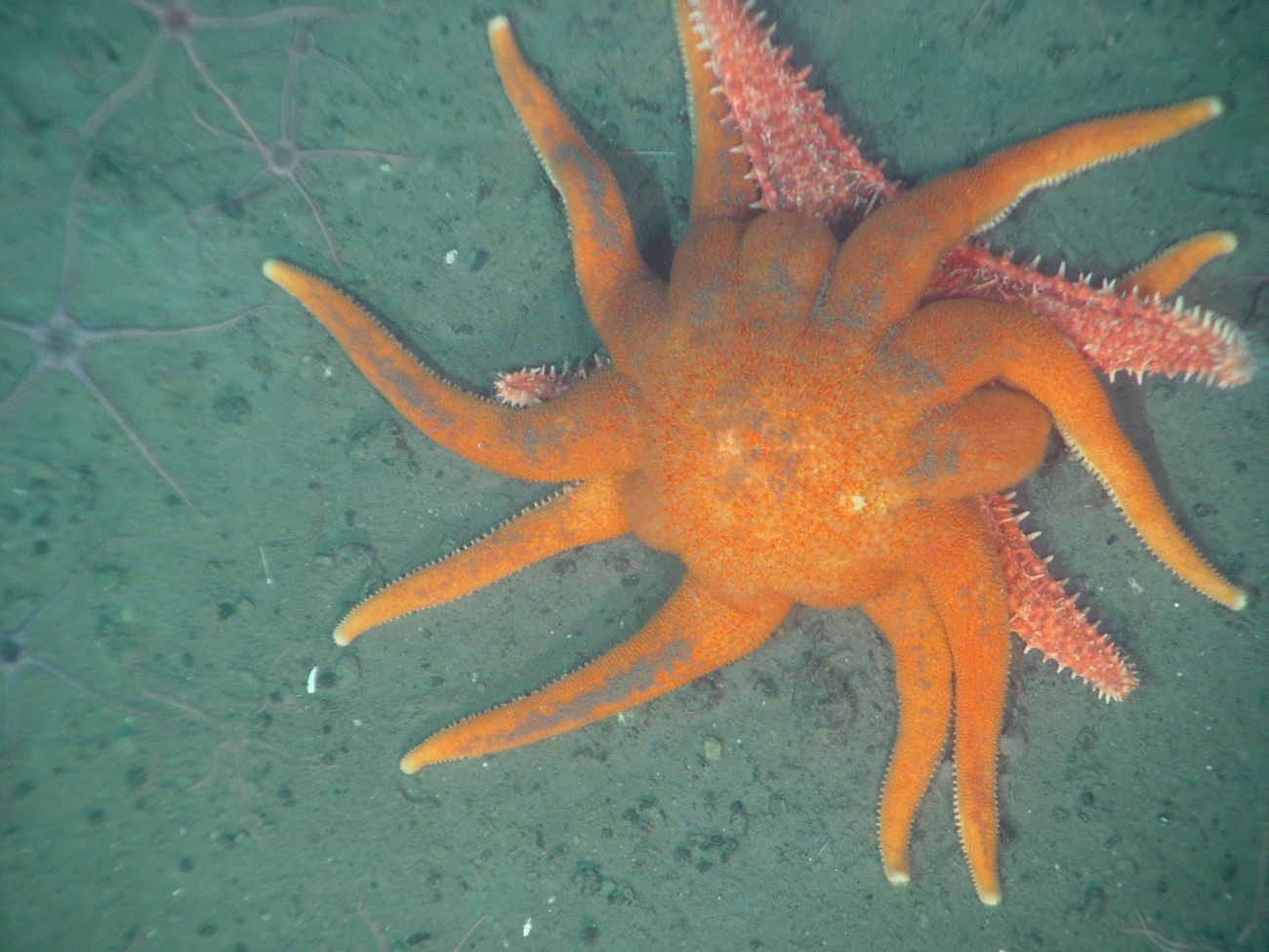 The sun star Solaster dawsoni attacking the spiny red sea starHippasteria spinosa