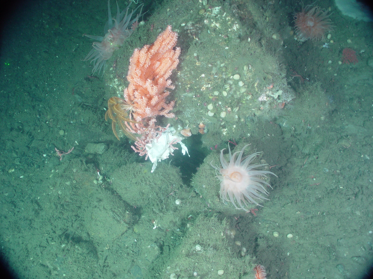 Sea anemones, soft coral, and feather star with human marine debris