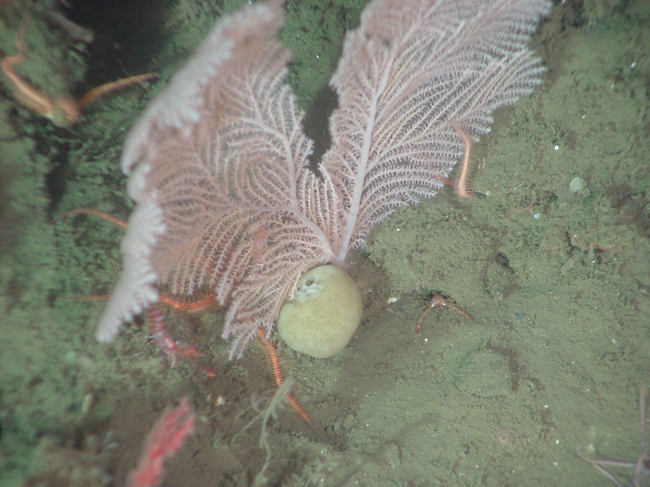 The soft coral Plumarella longispina and sponge