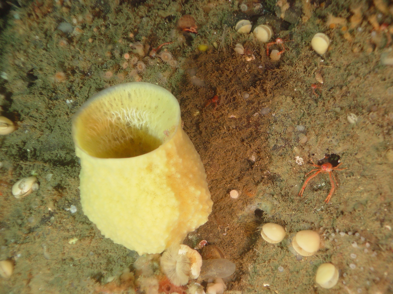 A large yellow sponge