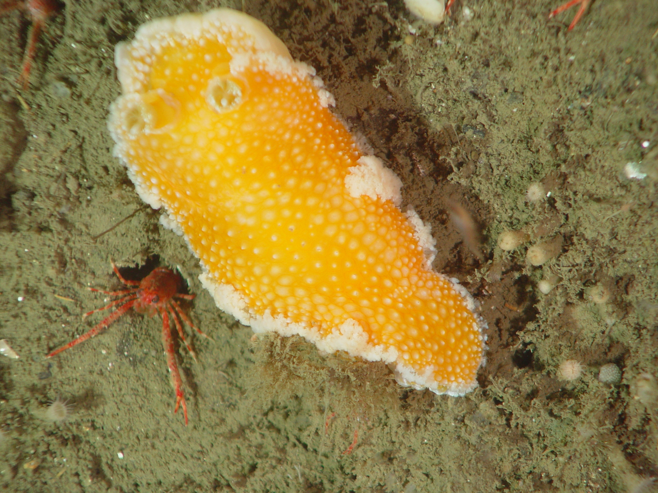 Orange peel nudibranch (Tochuina tetraquetra) 