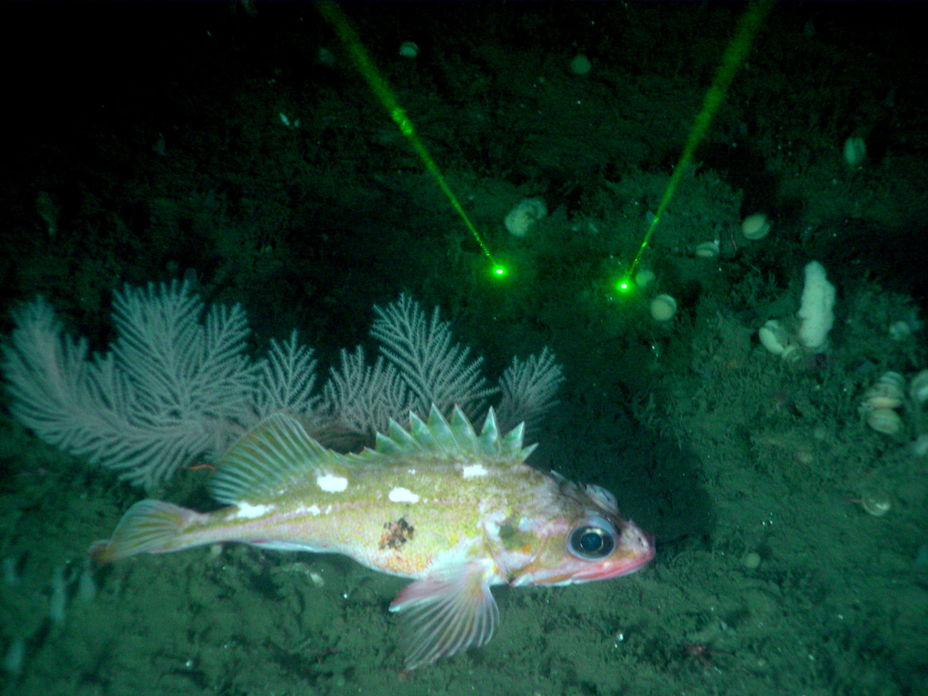 Rockfish - green laser dots are ten centimeters apart for scale