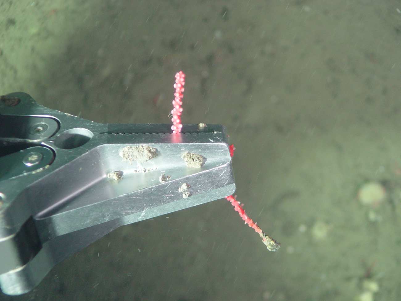 ROV arm sampling coral