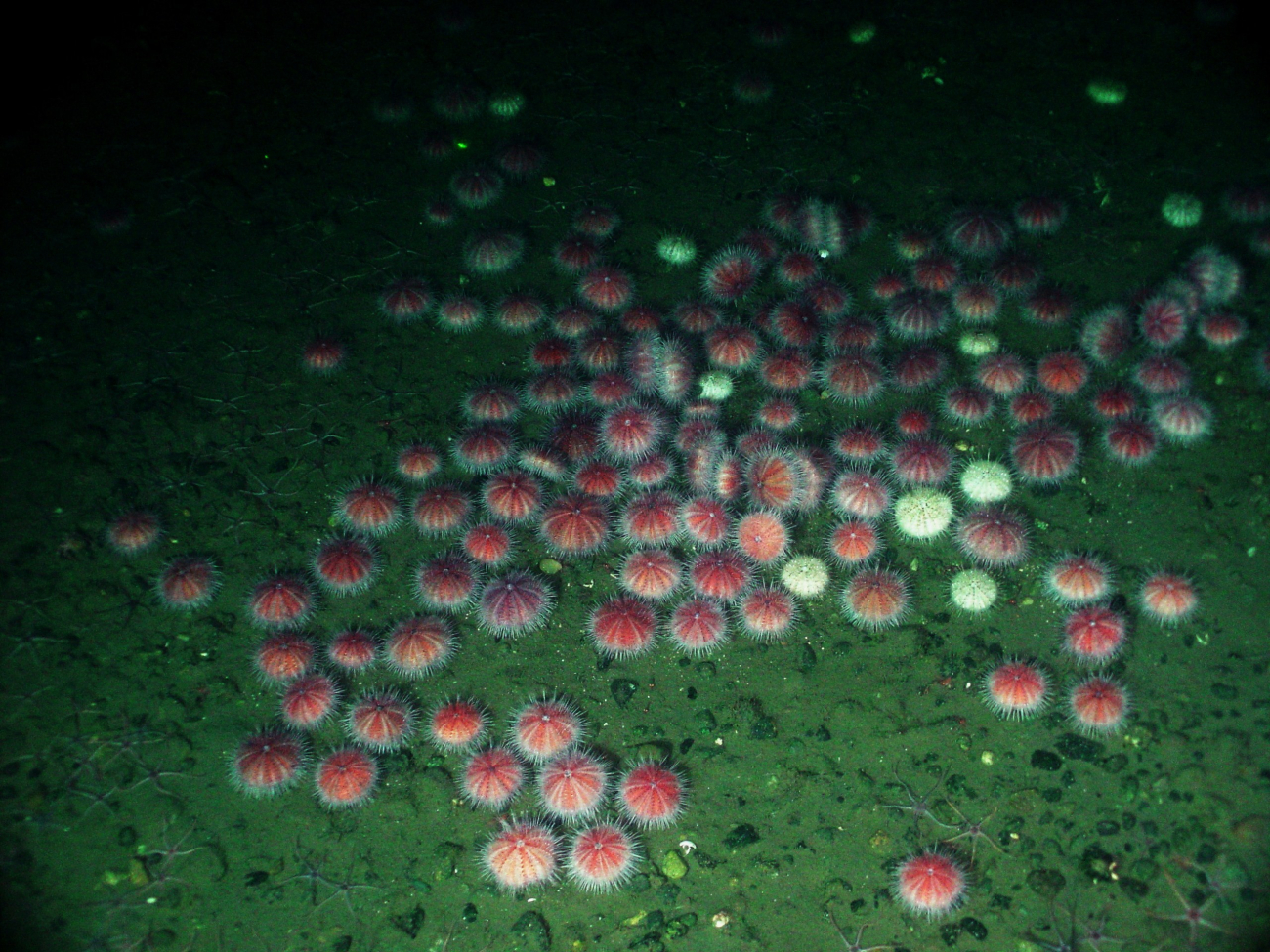 Congregation of the pink urchin (Allocentrotus fragilis) with afew white urchin (Stronglyocentrotus pallidus)
