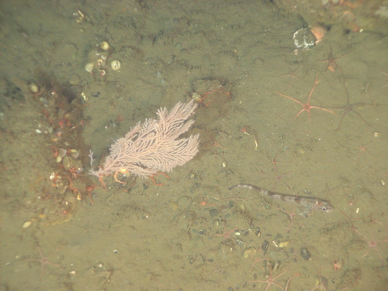 Soft coral, brittle stars, and lingcod