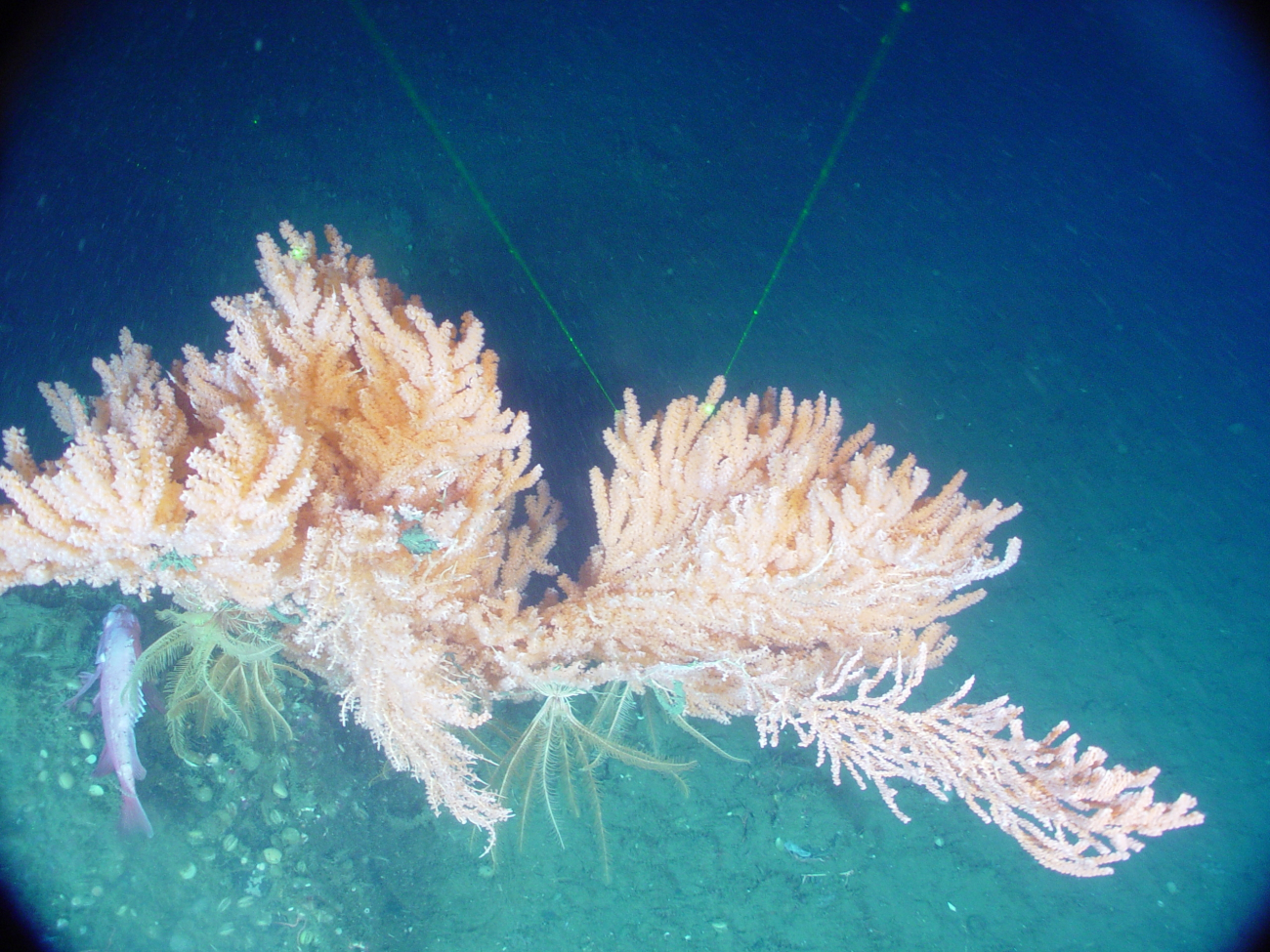 Soft coral, feather stars, and rockfish