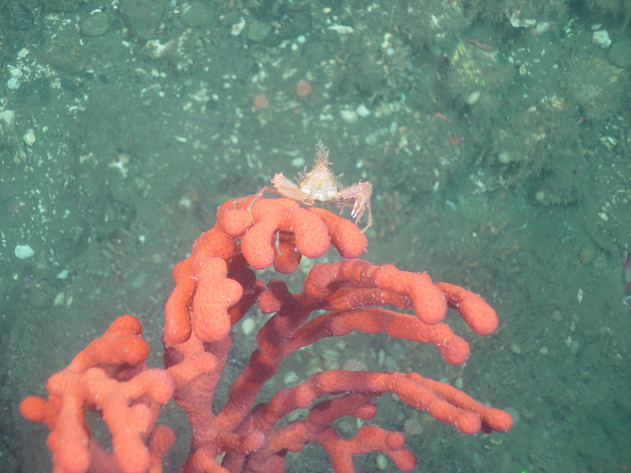 Deep sea coral (Paragorgia arborea pacifica) with small crab