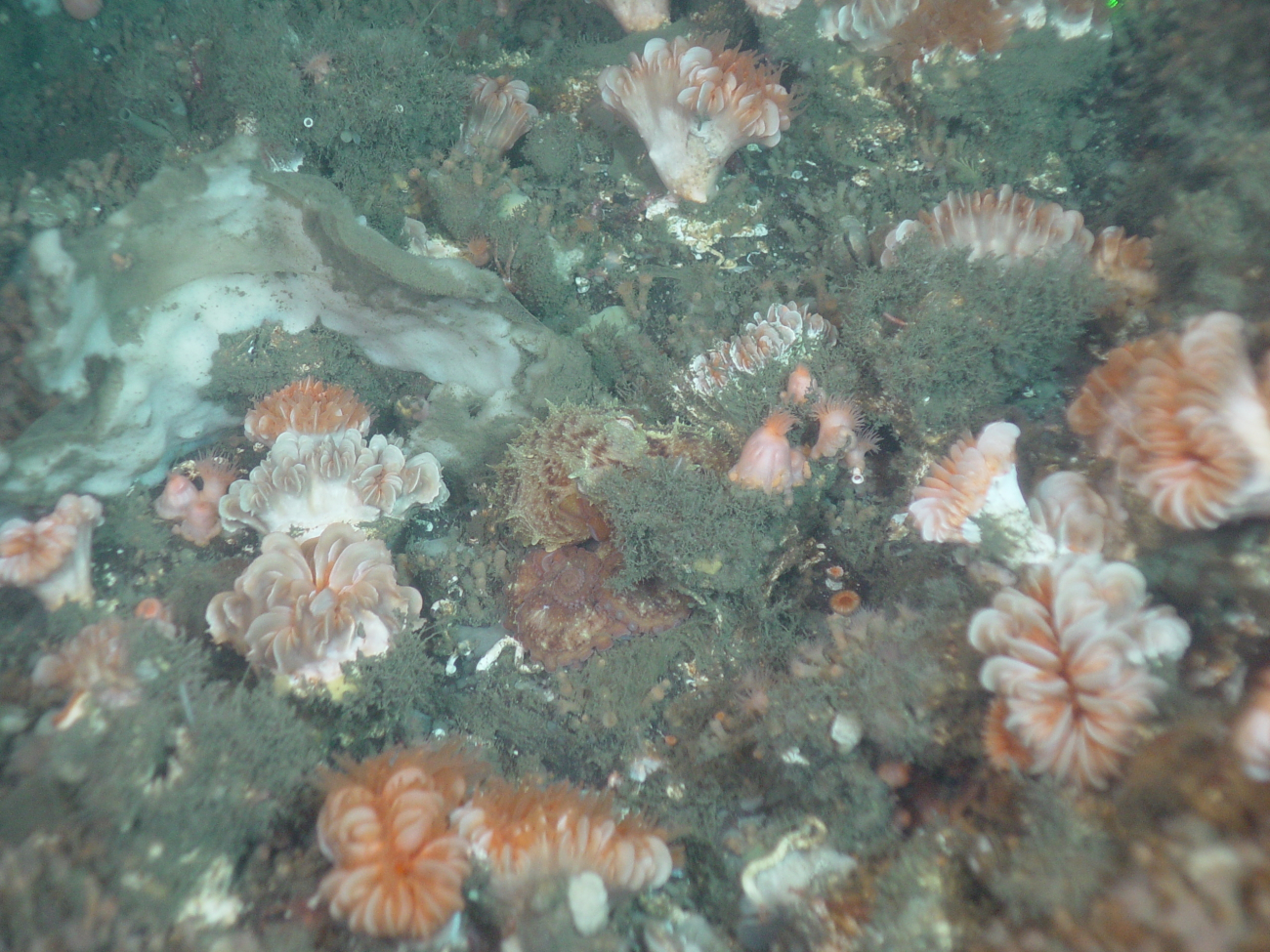 Cup corals Desmophyllum dianthus