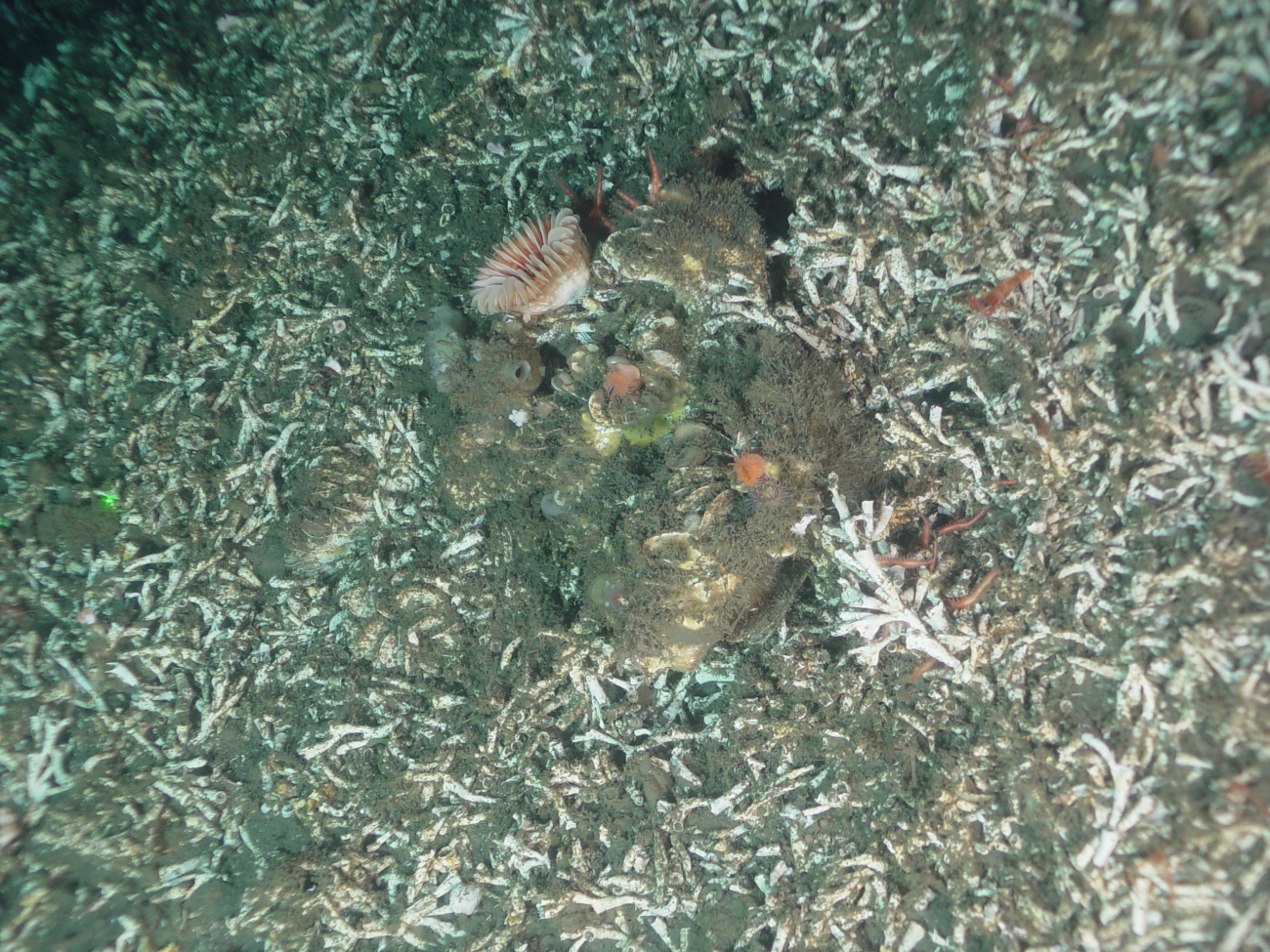 Deep sea coral (Lophelia pertusa) rubble field
